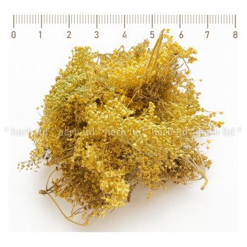 черен бъз , черен бъз чай, бъз ронен цвят ползи , sambucus nirga, бъз цвят, цвят от бъз, бъзак, цветове от бъз, чай от бъз, цветове